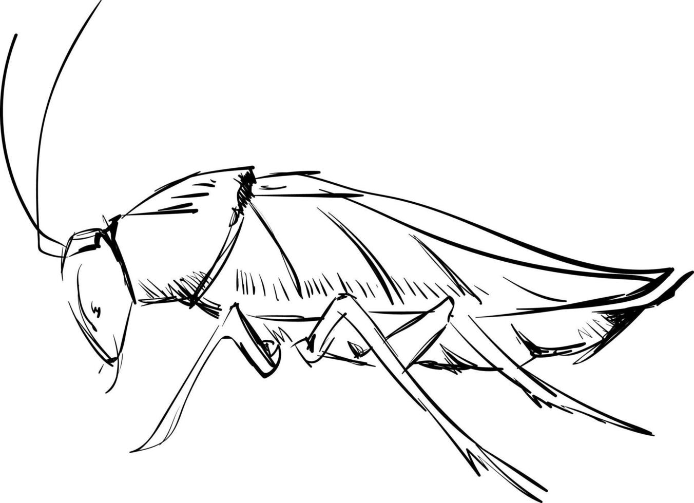 Cockroach drawing, illustration, vector on white background.