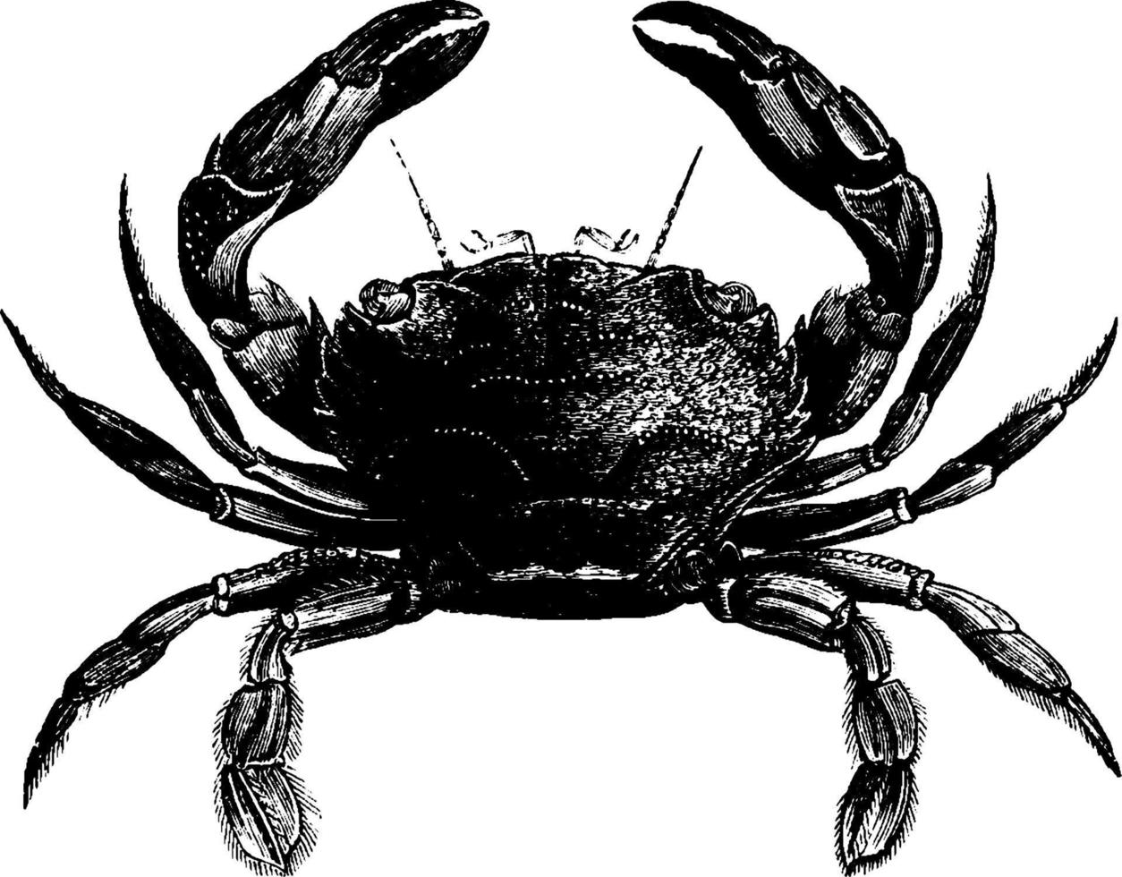 Crab, vintage illustration. vector