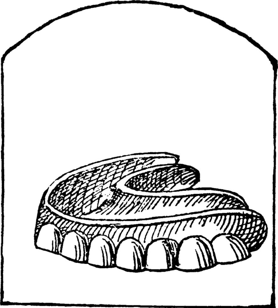 dientes, ilustración vintage. vector