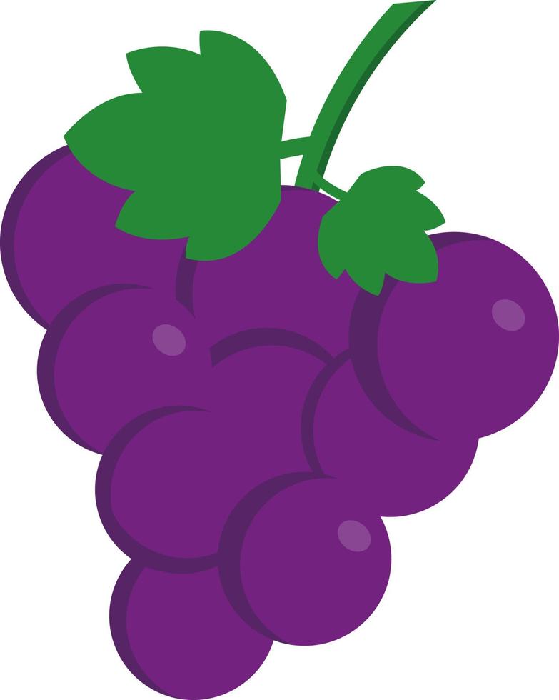 Red grape, illustration, vector on white background.