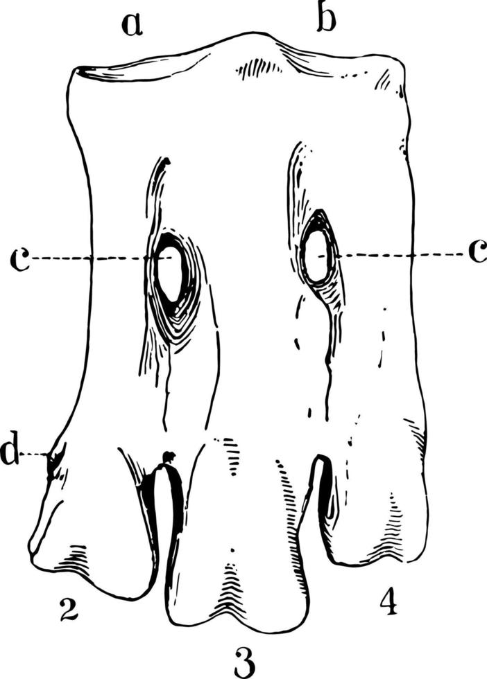 Front Left Tarsus of a Penguin vintage illustration. vector