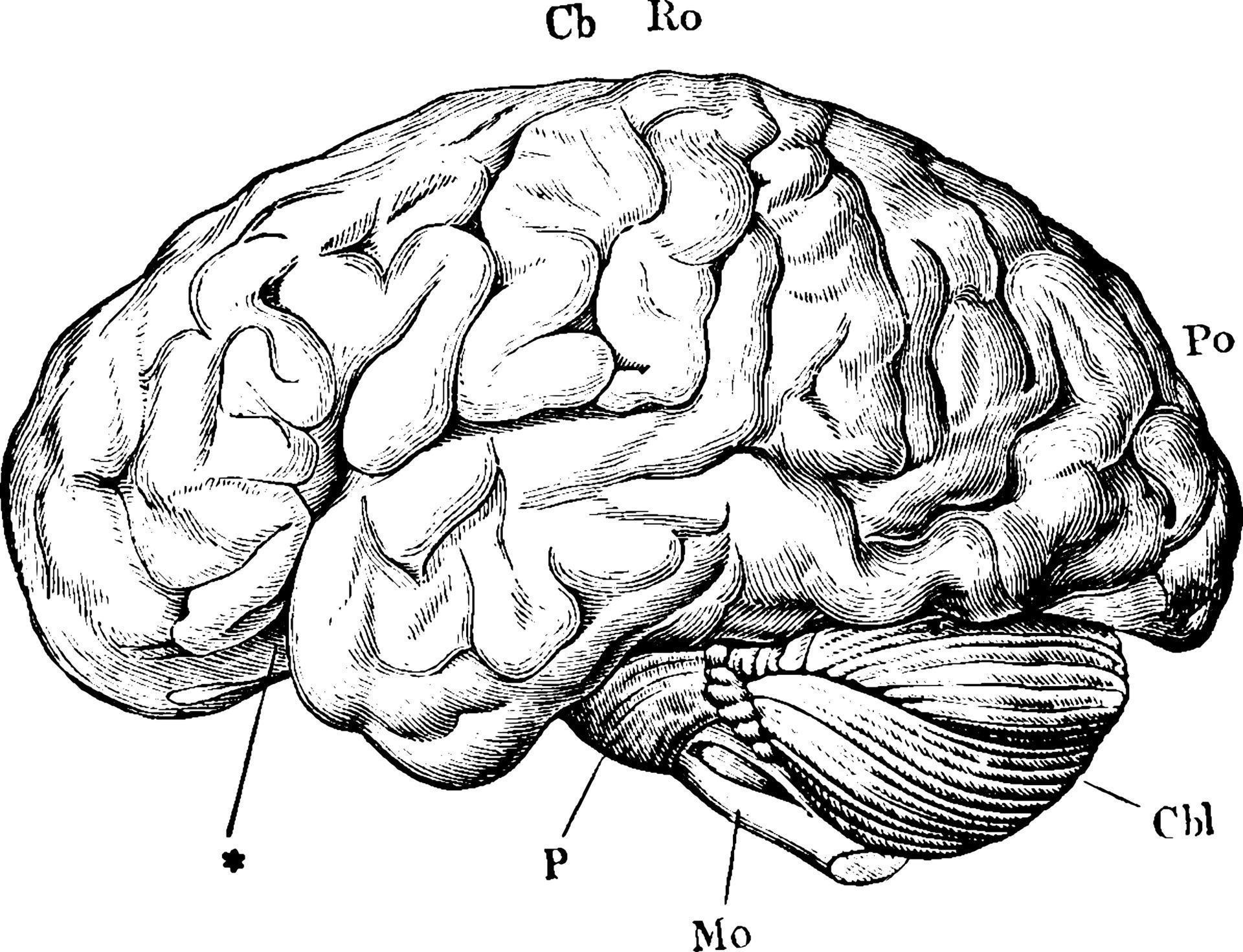 Картинки головного. Головной мозг. Мозг нарисованный. Мозг рисунок.