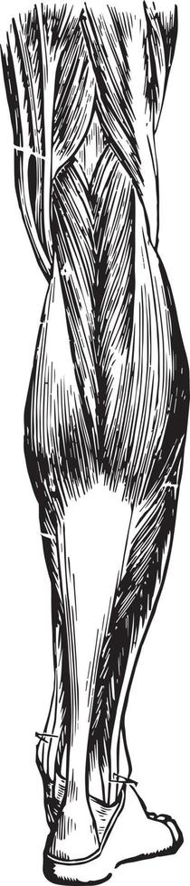 Muscles and Tendons of the Leg, vintage illustration. vector
