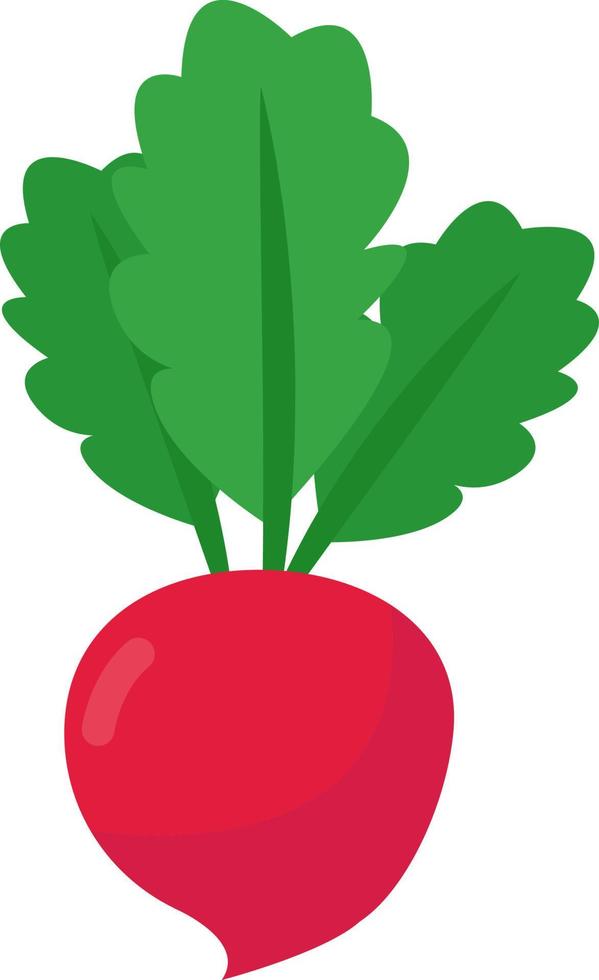 Fresh radish, illustration, vector on white background