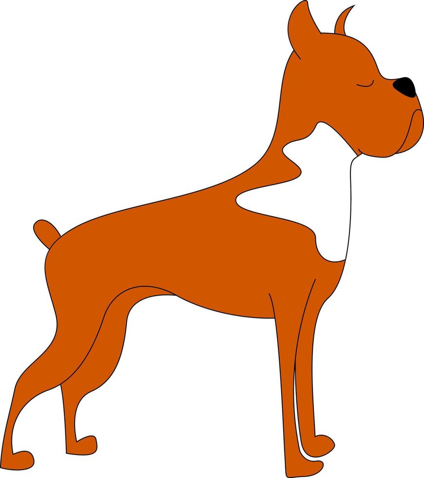 Perro boxer, ilustración, vector sobre fondo blanco.