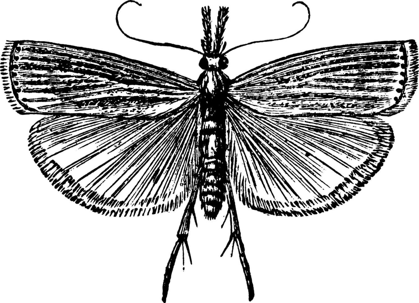 Grass Moth, vintage illustration. vector
