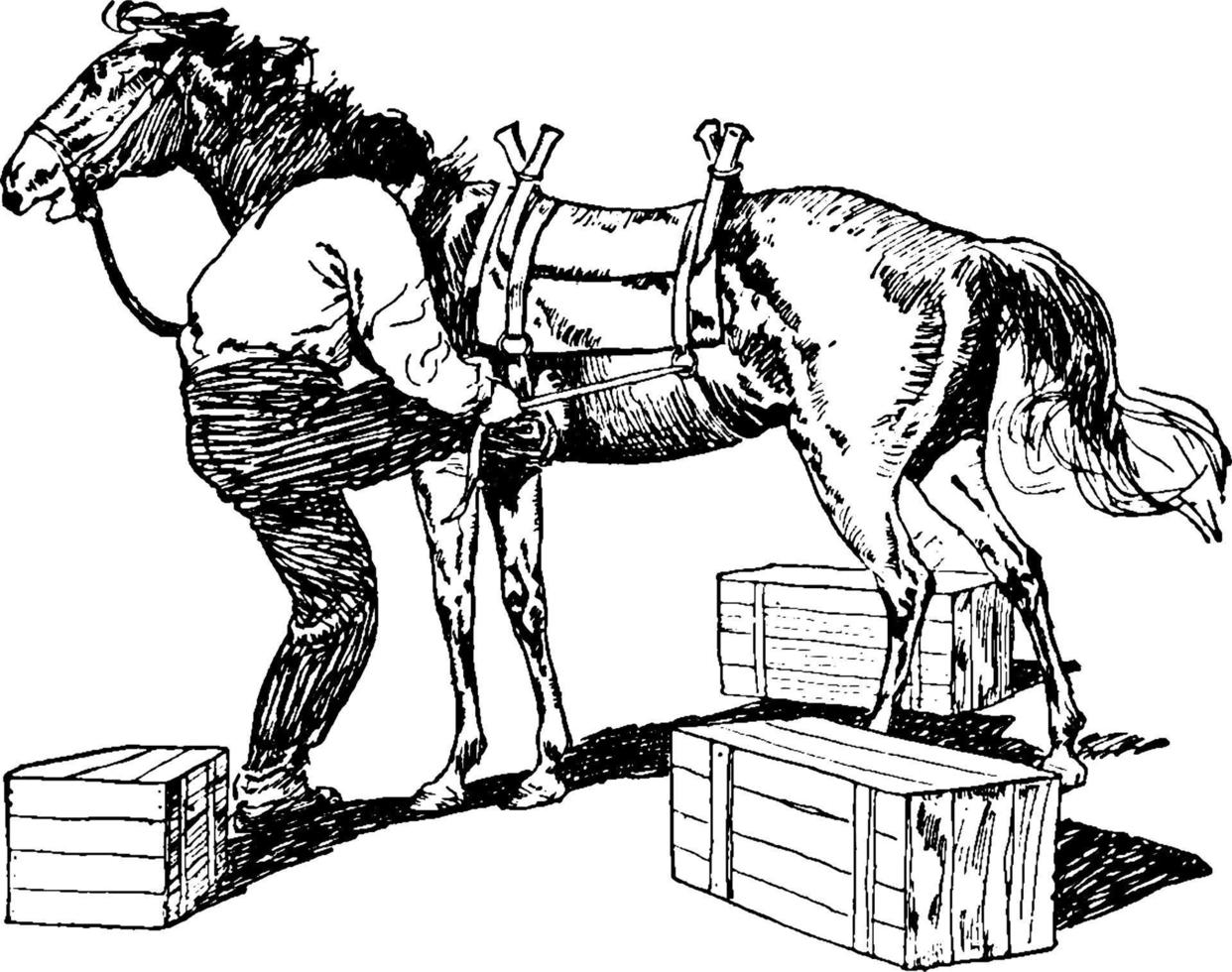 Pack Horse, vintage illustration. vector