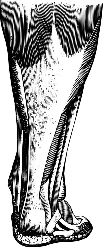 Achillles tendon vintage illustration vector