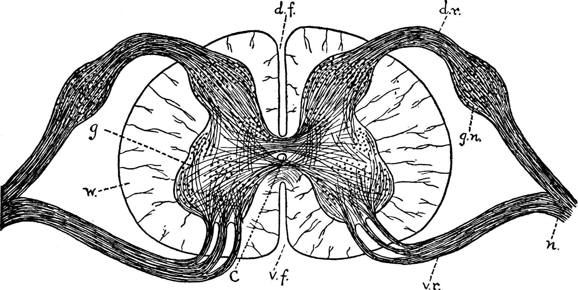 Spinal Cord, vintage illustration. vector