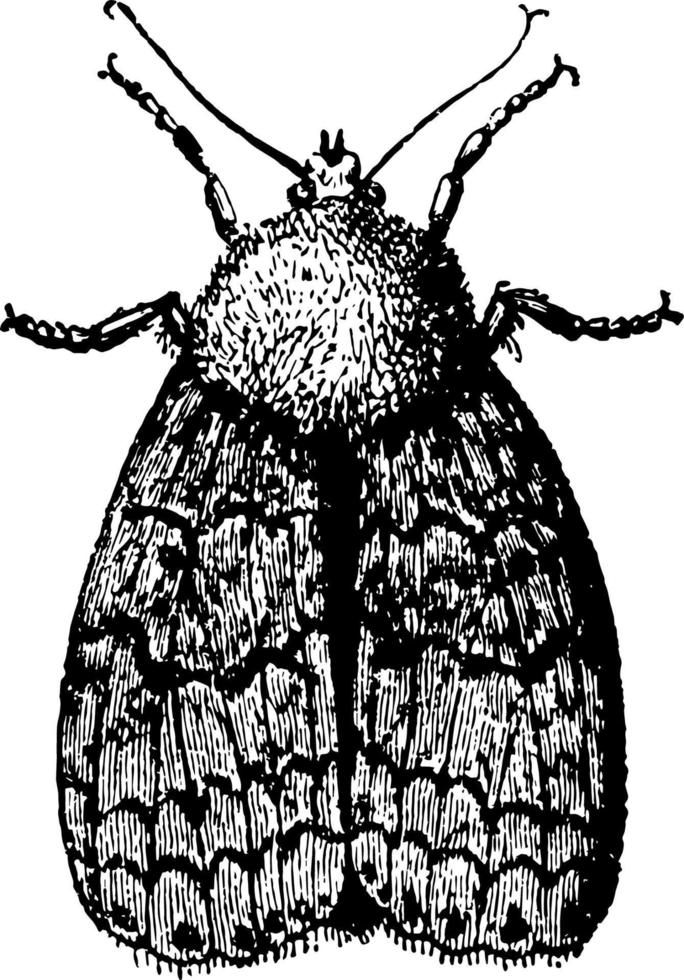 Moth Whose Wings are Developed vintage illustration. vector