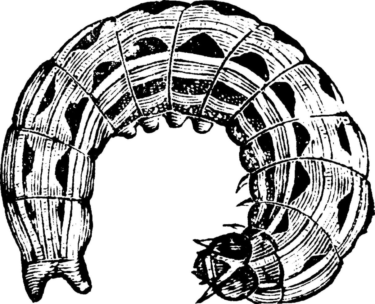 larva de polilla mochuelo, ilustración vintage. vector