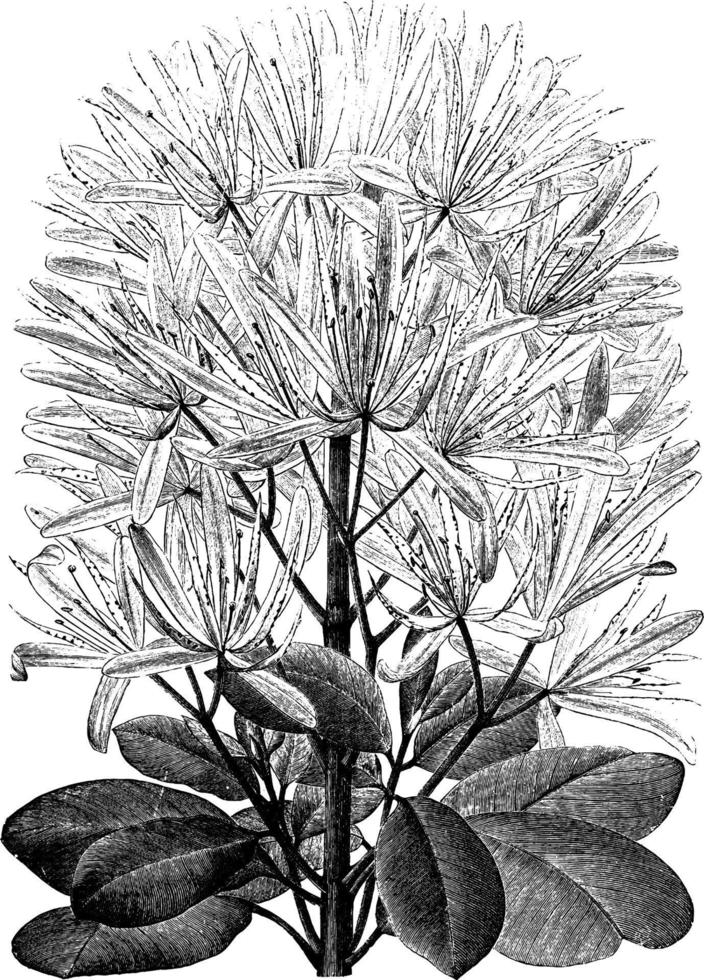 calondendro capensis ilustración vintage. vector