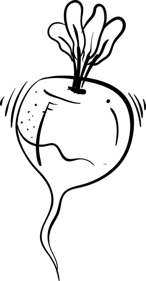 Radish drawing, illustration, vector on white background.