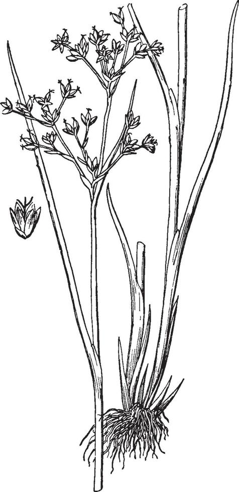 Juncus Acutiflorus vintage illustration. vector