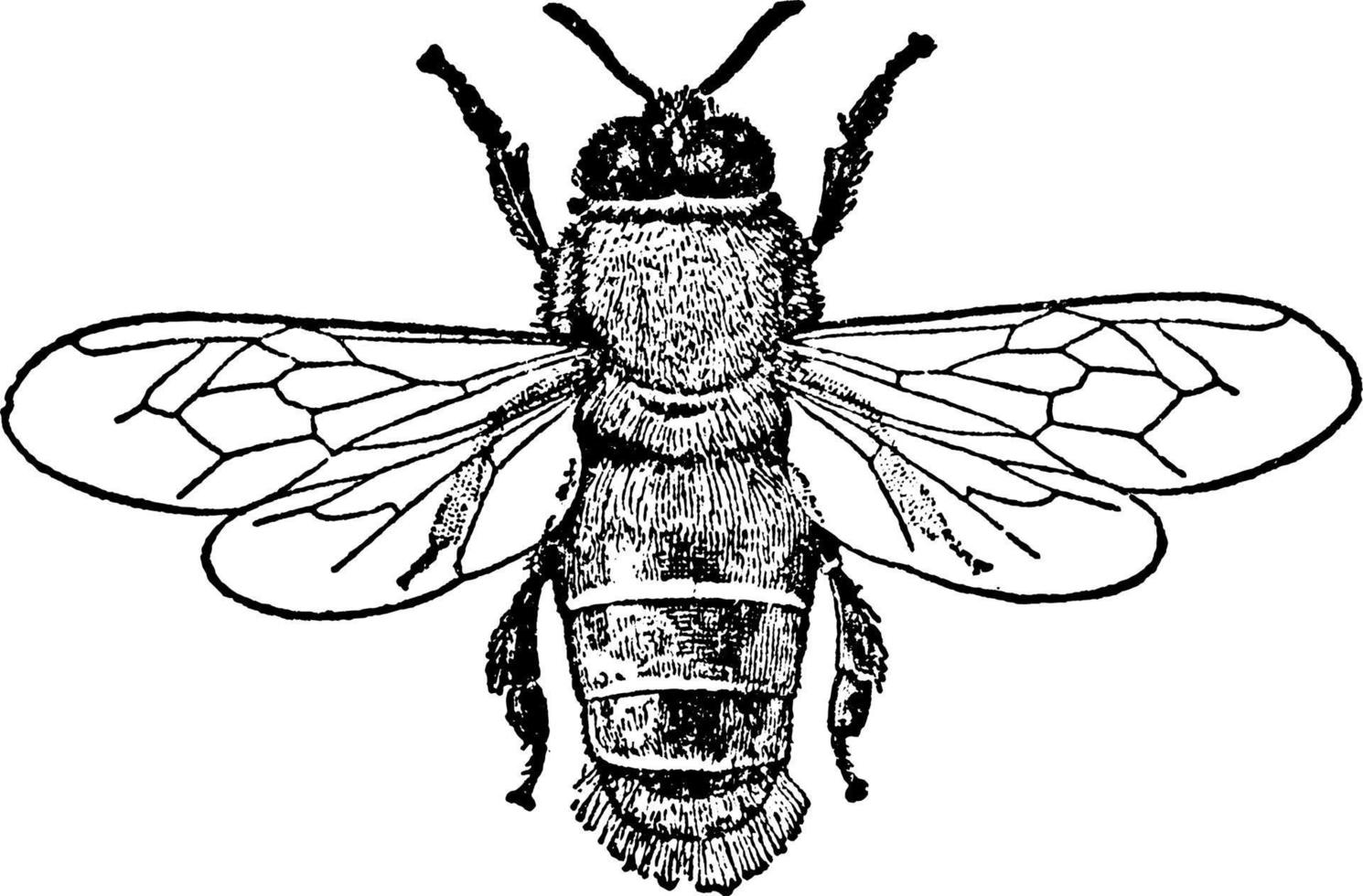 Bee or Apis mellifica, vintage illustration. vector