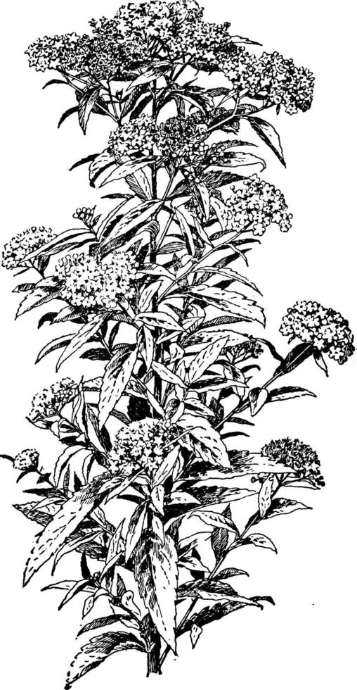Spiraea Albiflora vintage illustration. vector