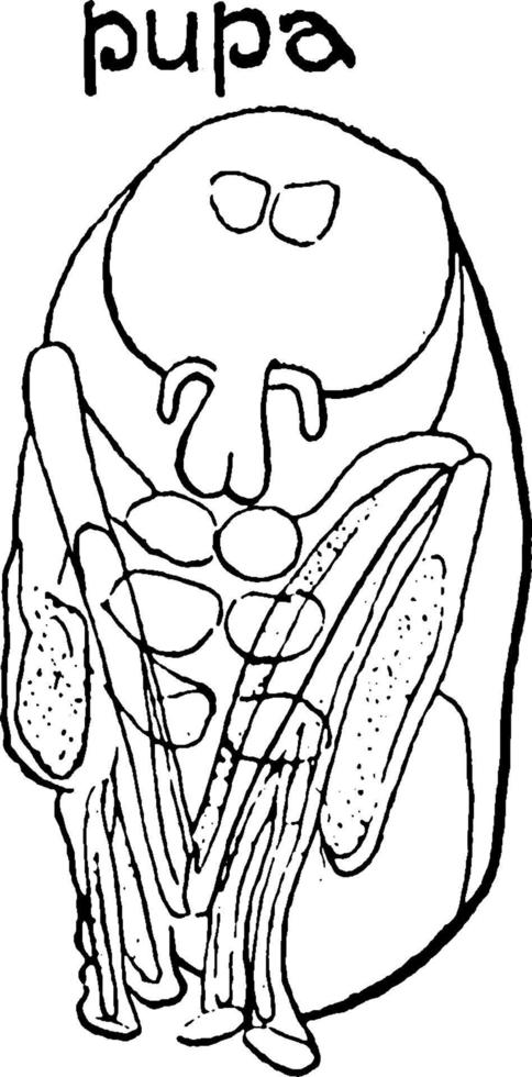 pupa de mosca de caballo, ilustración vintage. vector