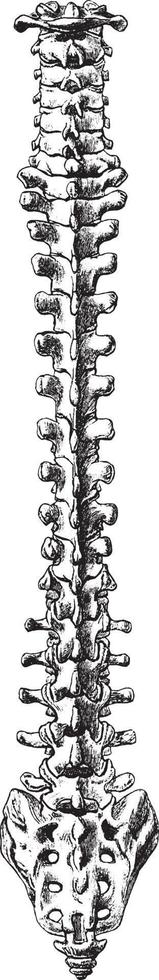 Back View of Vertebral Column, vintage illustration. vector