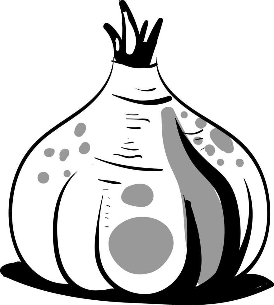 Garlic drawing, illustration, vector on white background.