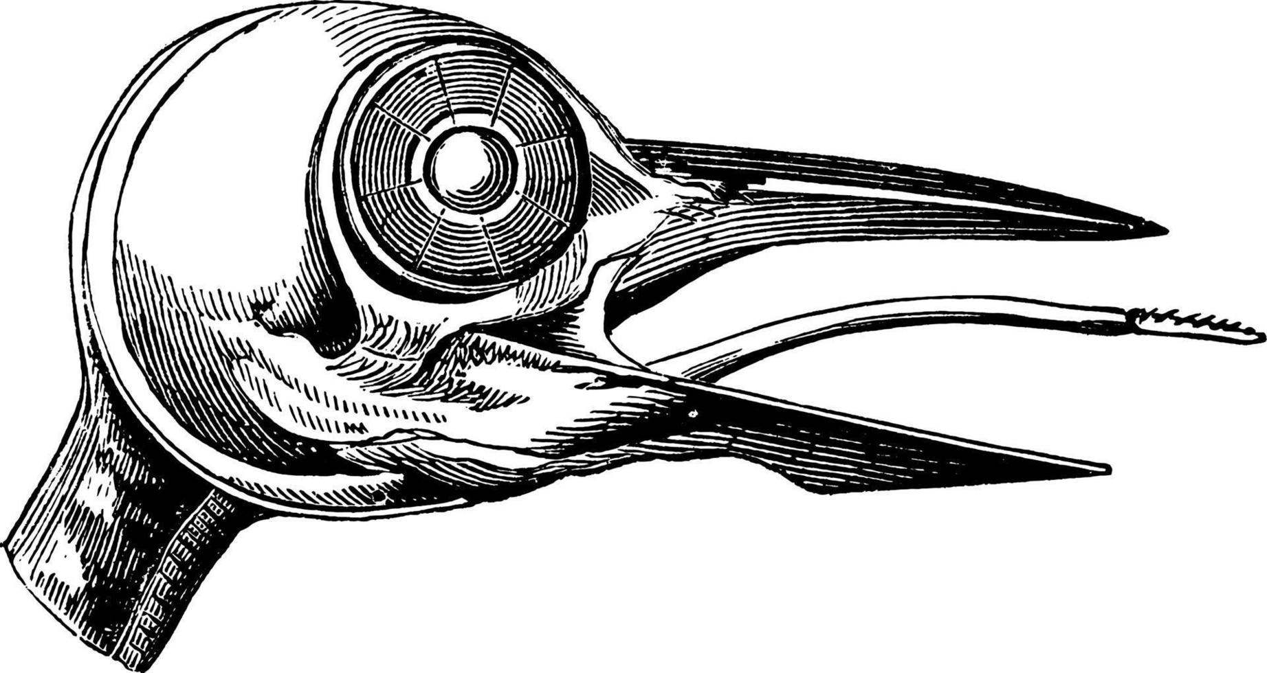 Woodpecker Skull, vintage illustration. vector