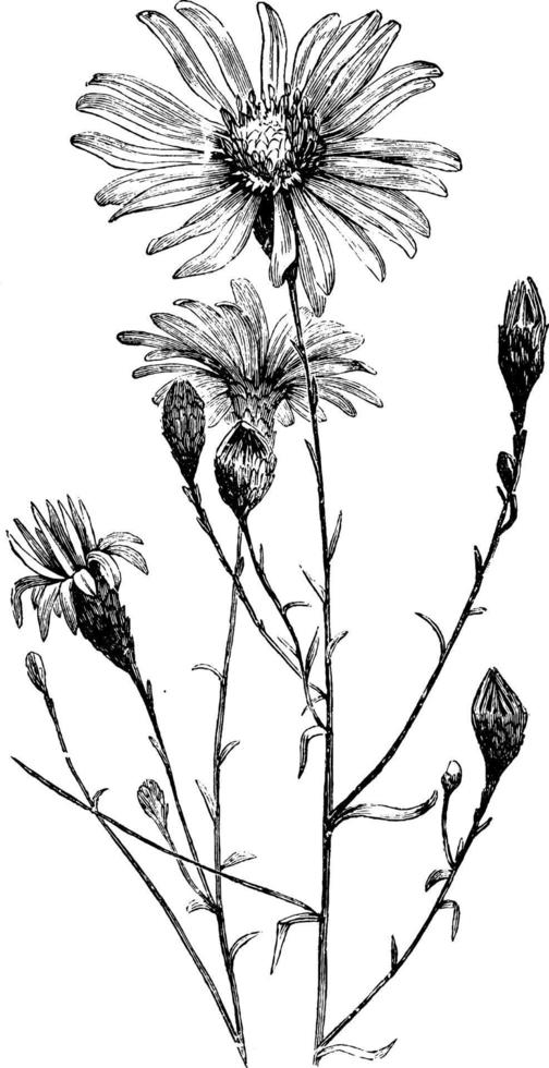 Ilustración vintage de aster turbinallus. vector
