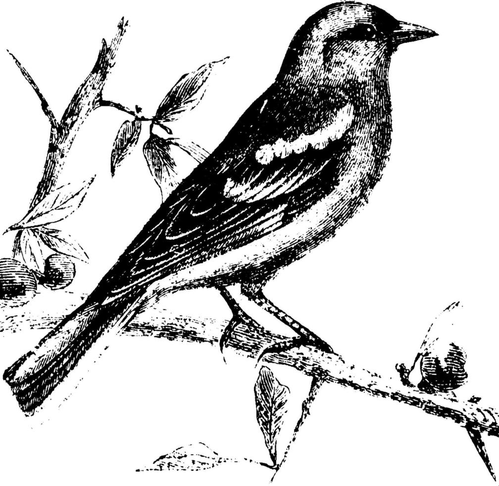 Finch or Chaffinch, vintage illustration. vector