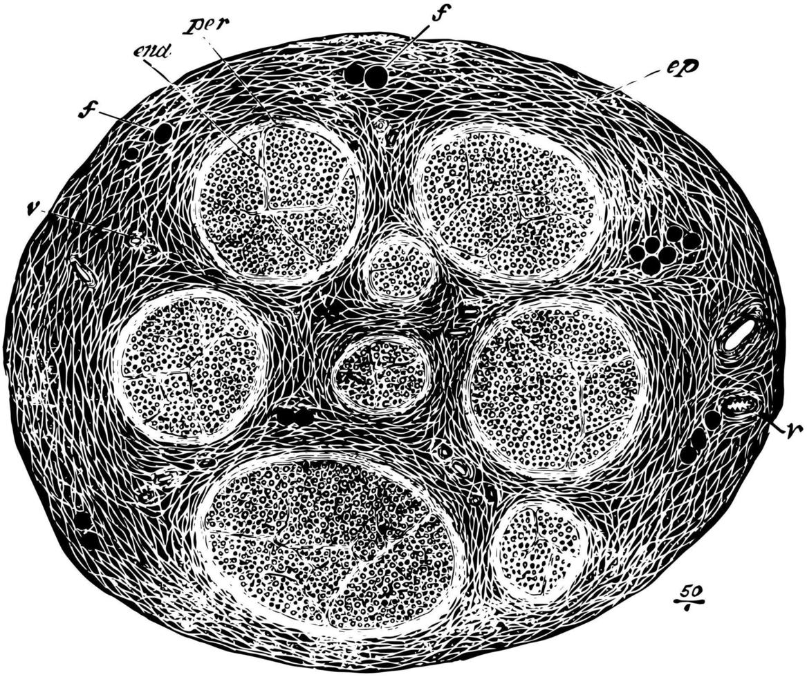 sección del nervio safeno interno, ilustración vintage. vector