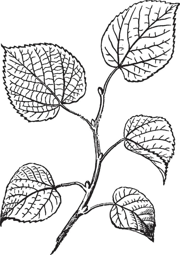 ilustración vintage de hojas alternas. vector