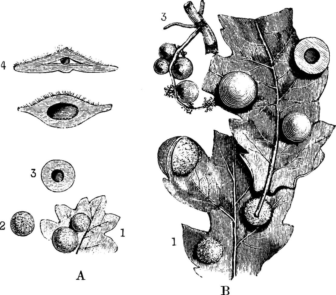 agallas de roble, ilustración vintage. vector