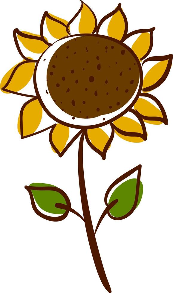 Dibujo de girasol, ilustración, vector sobre fondo blanco.