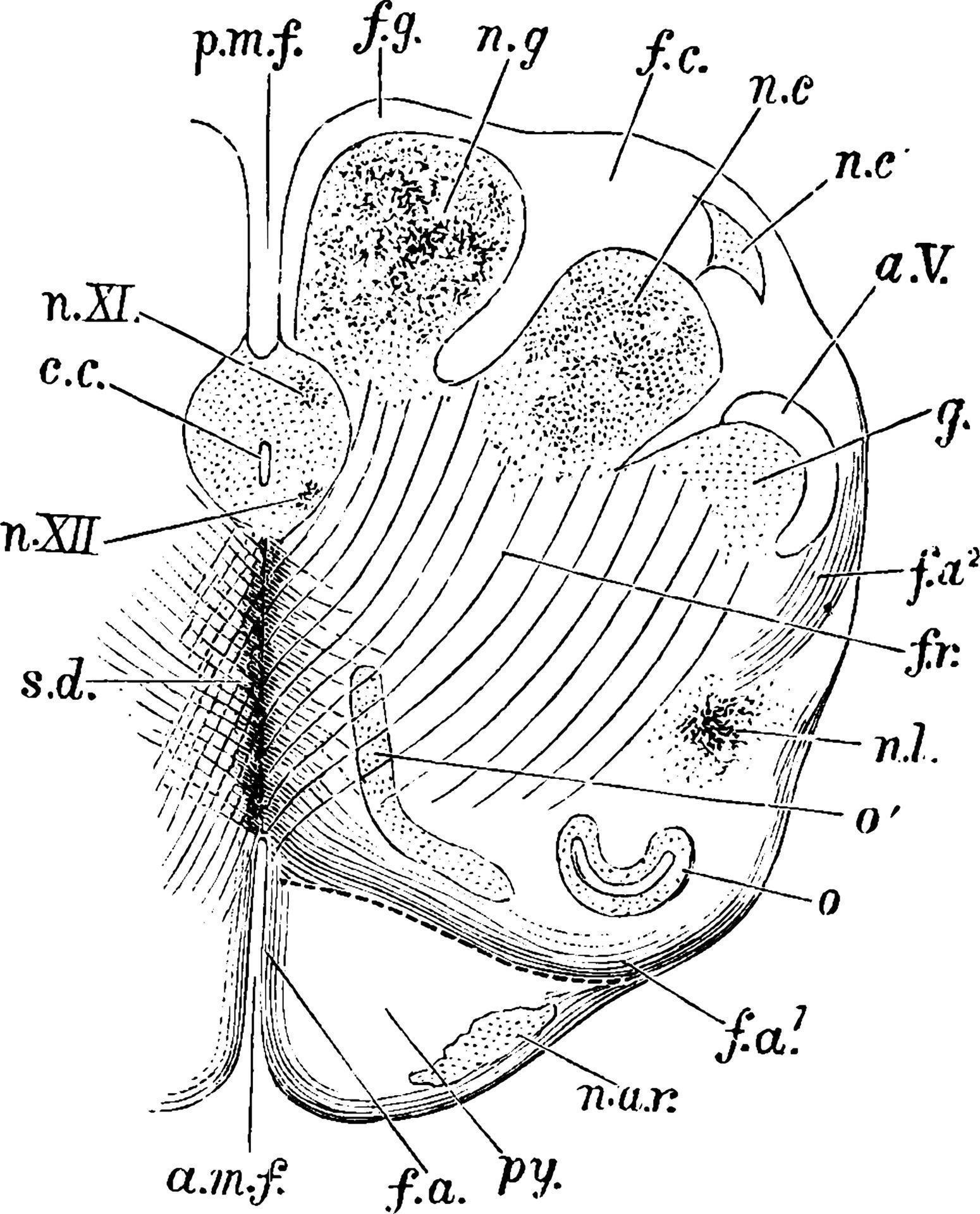 Medulla Oblongata, vintage illustration. 13720602 Vector Art at Vecteezy Biology Diagrams