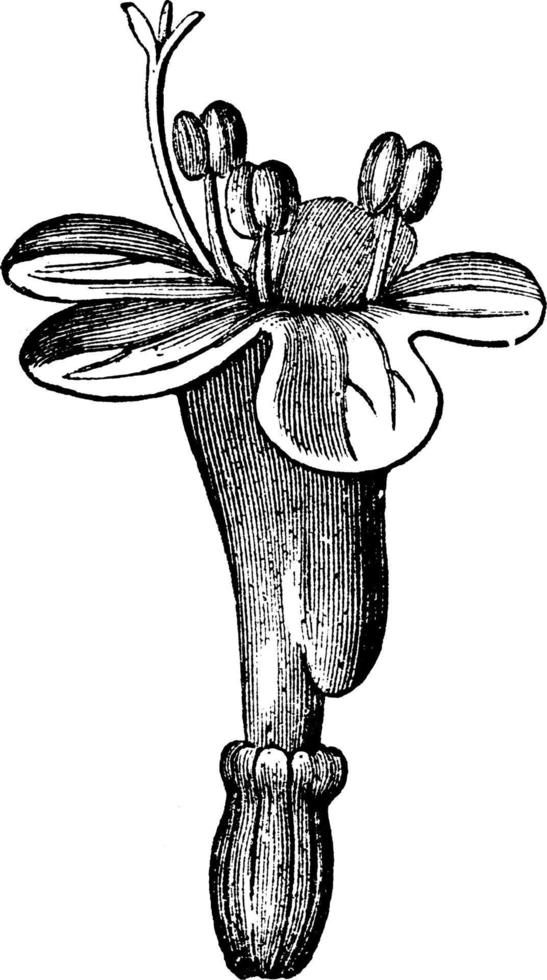 Valerian Flower vintage illustration. vector