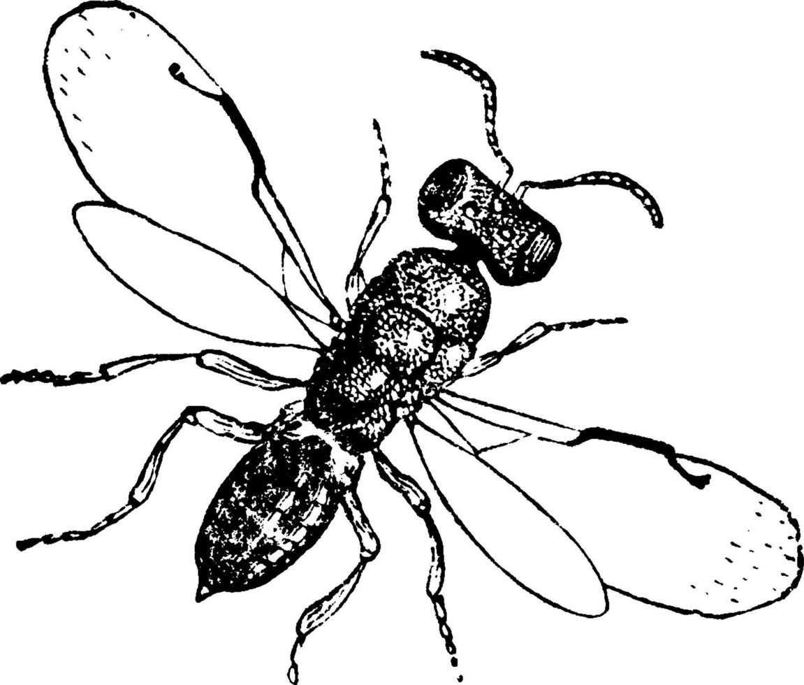 Wasp, vintage illustration. vector