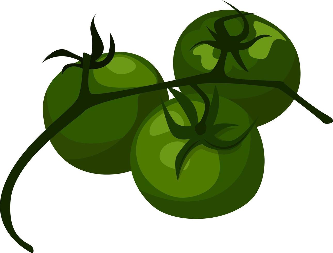 Green tomatoes, illustration, vector on white background