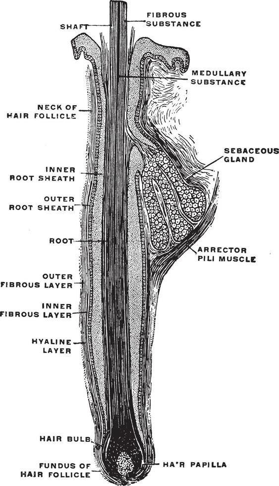 Hair of the Head, vintage illustration. vector