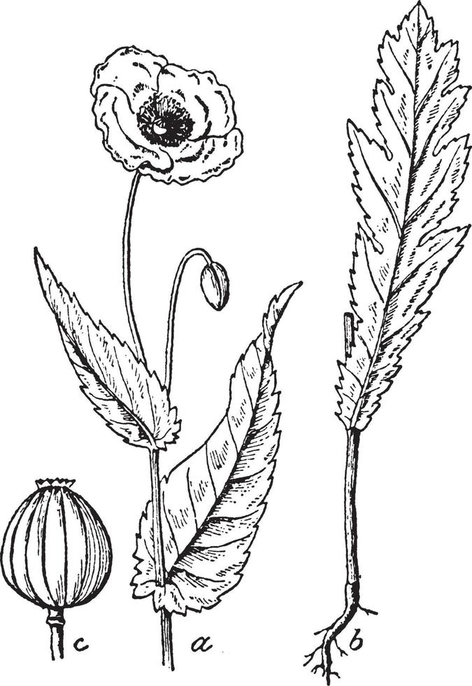 Poppy vintage illustration. vector