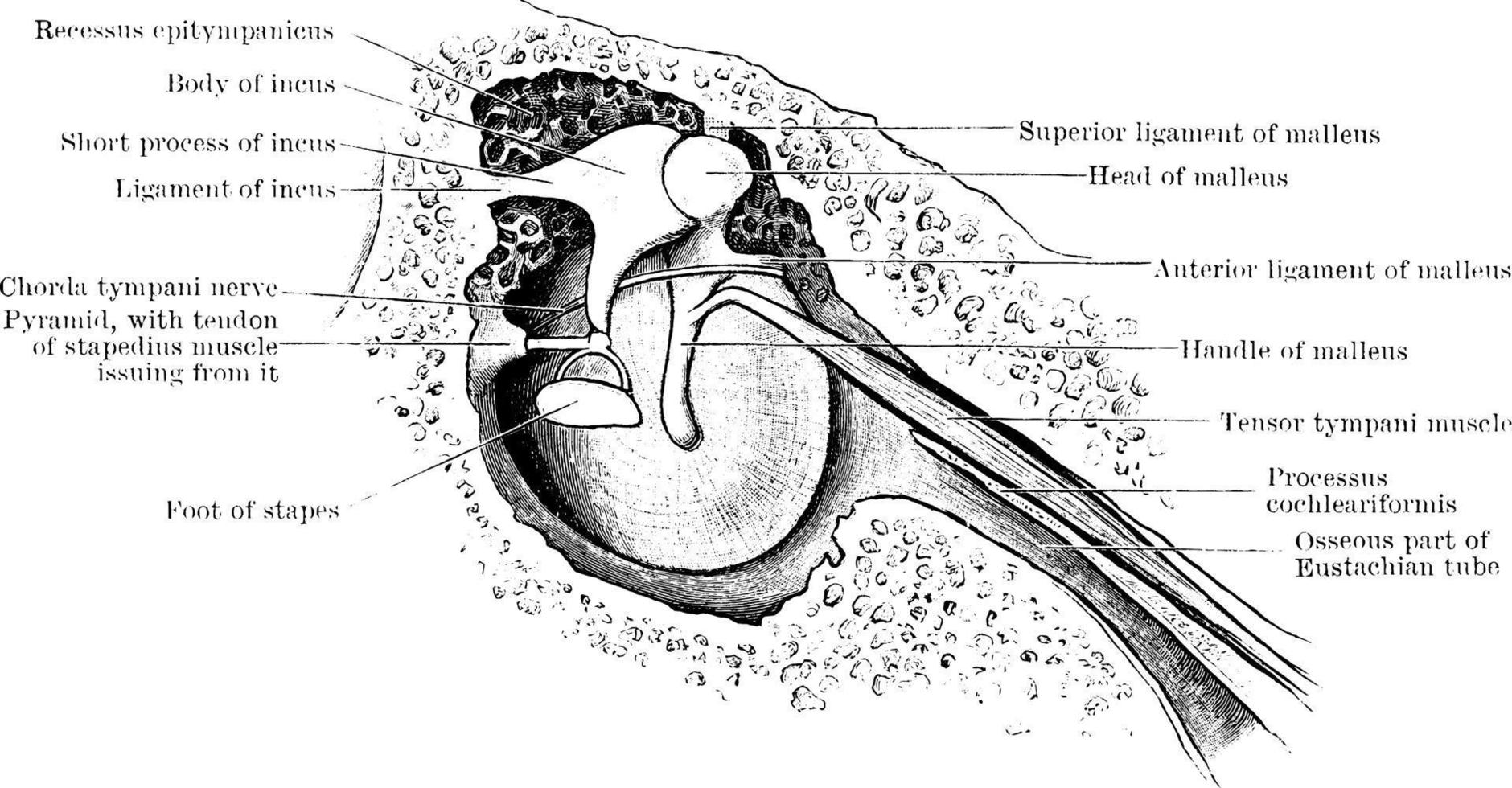 Left membrane tympani and chain of tympanic ossicles, vintage illustration. vector