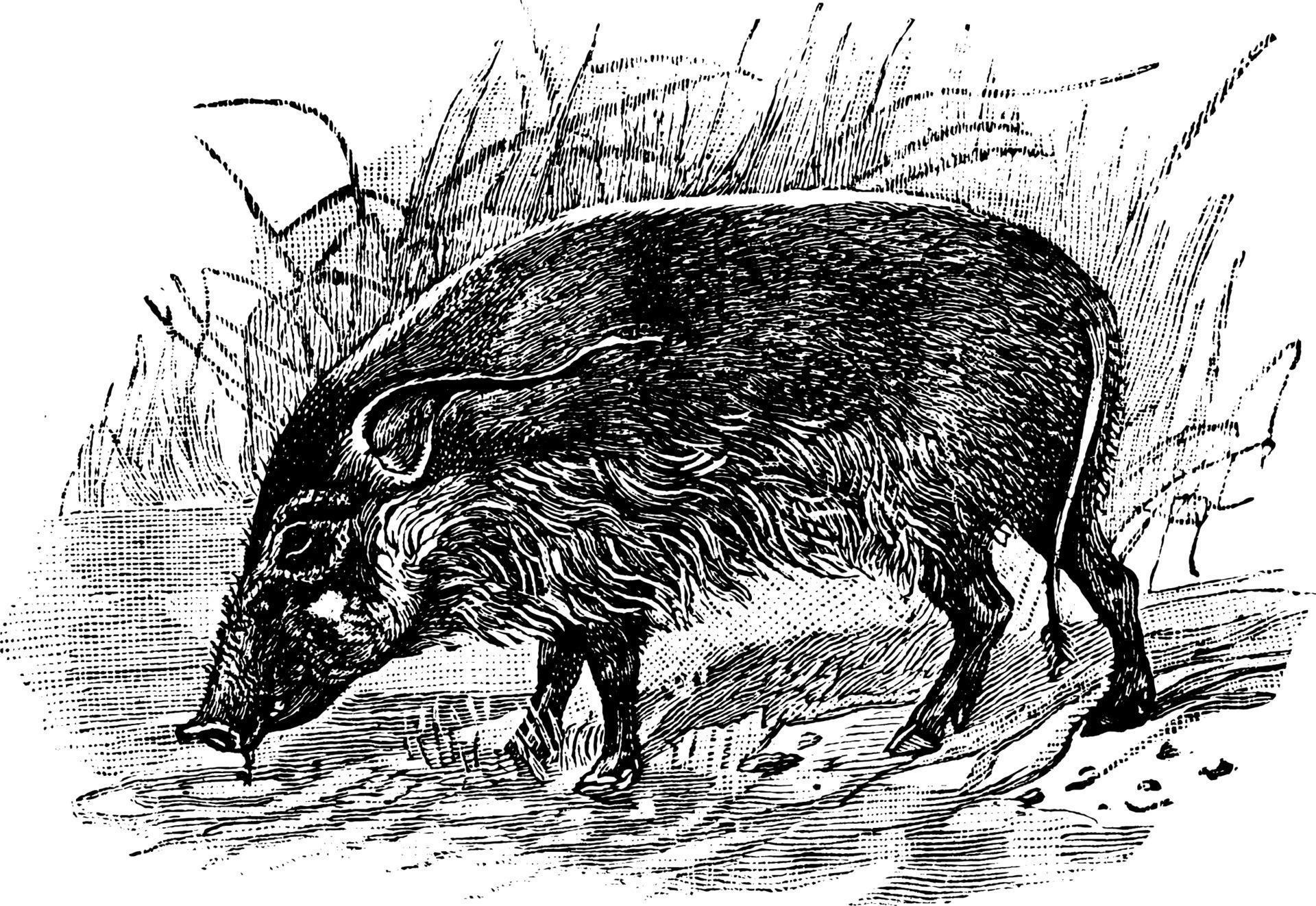 Red River Hog, vintage illustration. 13721118 Vector Art at Vecteezy