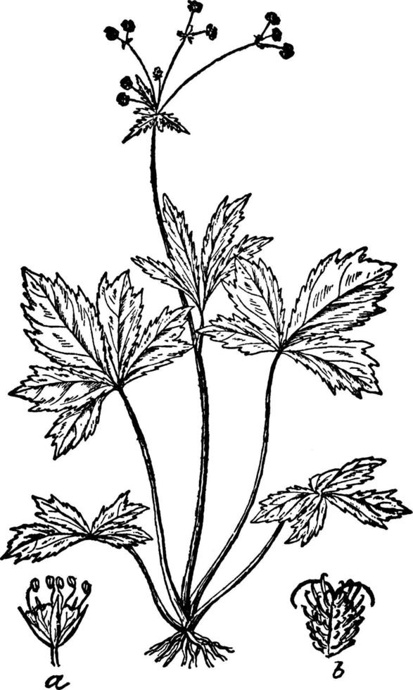 Maryland Black Snakeroot vintage illustration. vector
