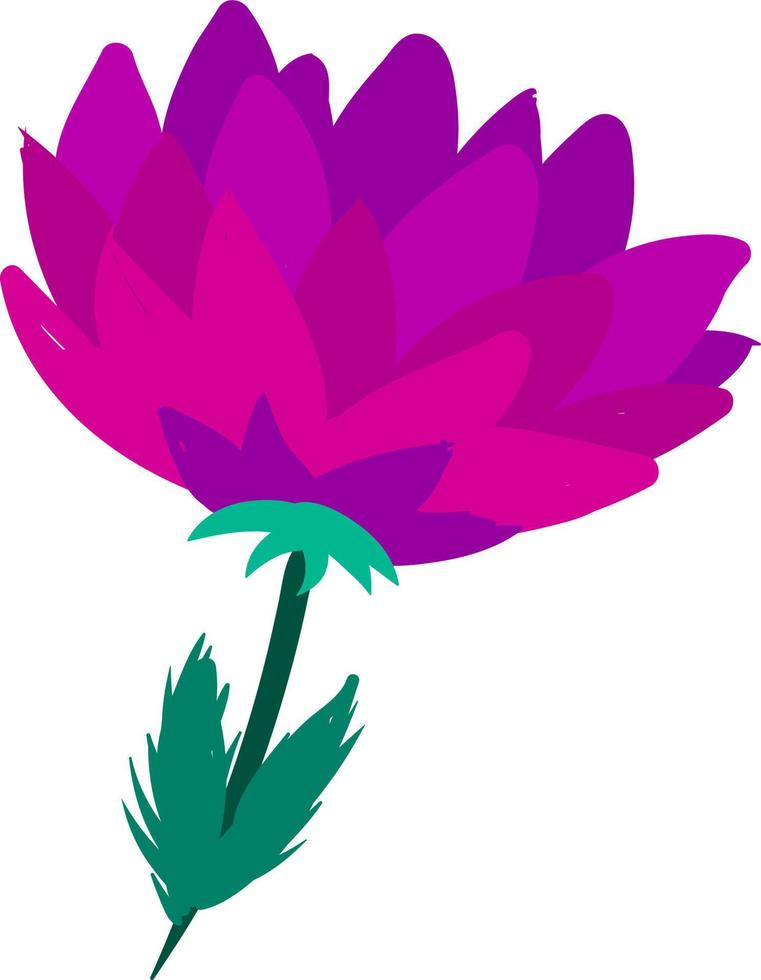 Flat peony, illustration, vector on white background.