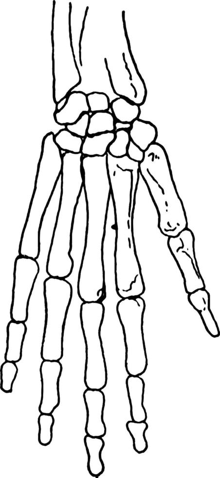 Skeletal Hand, vintage illustration. vector