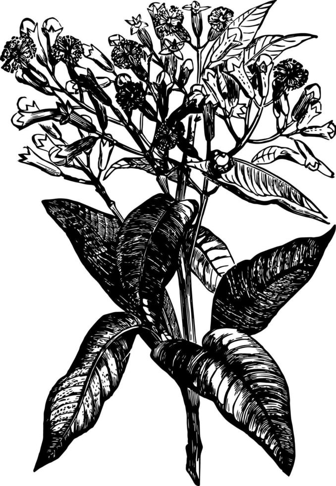 Clove Tree vintage illustration. vector
