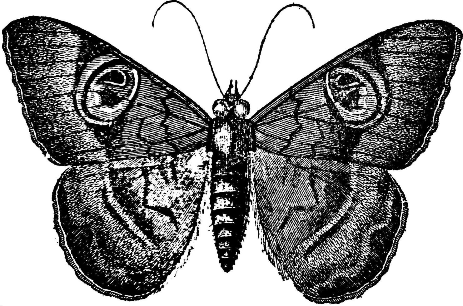 noctuina, ilustración antigua. vector