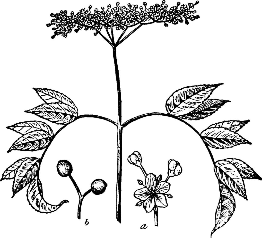 American Elderberry, vintage illustration. vector