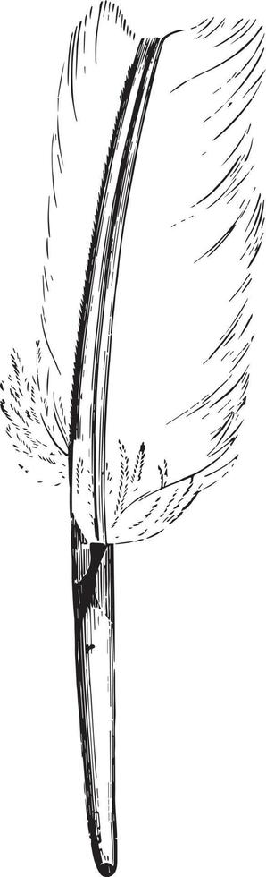 partes de plumas, ilustración vintage. vector