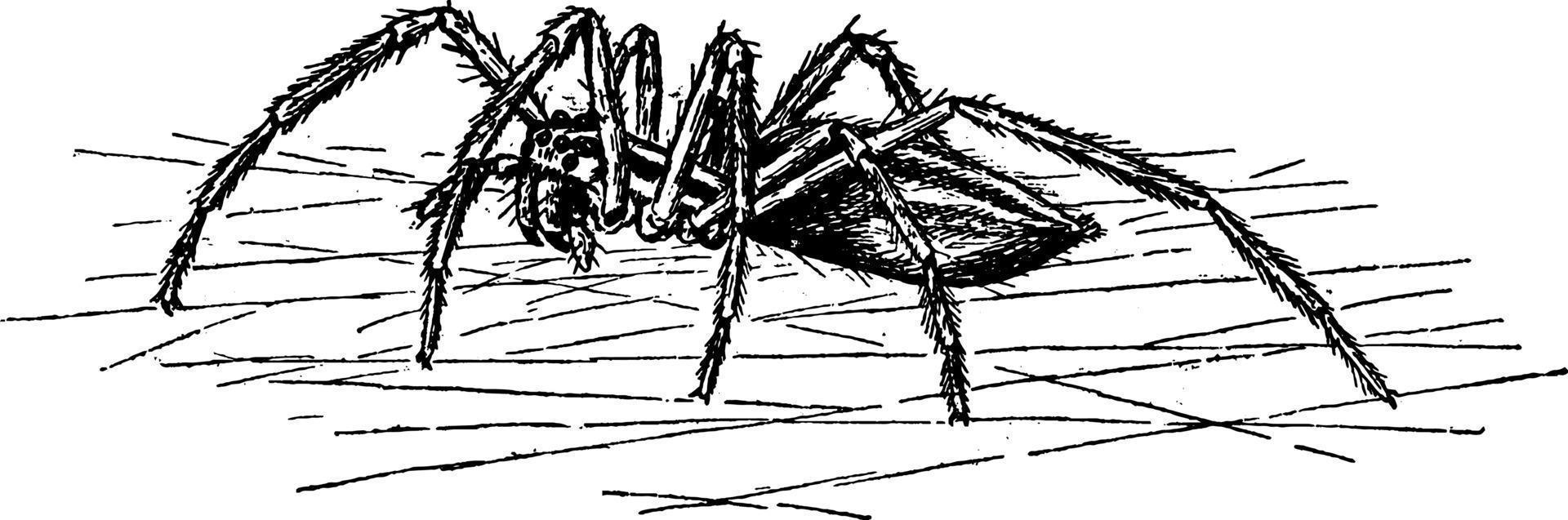 araña o araneae, ilustración vintage vector