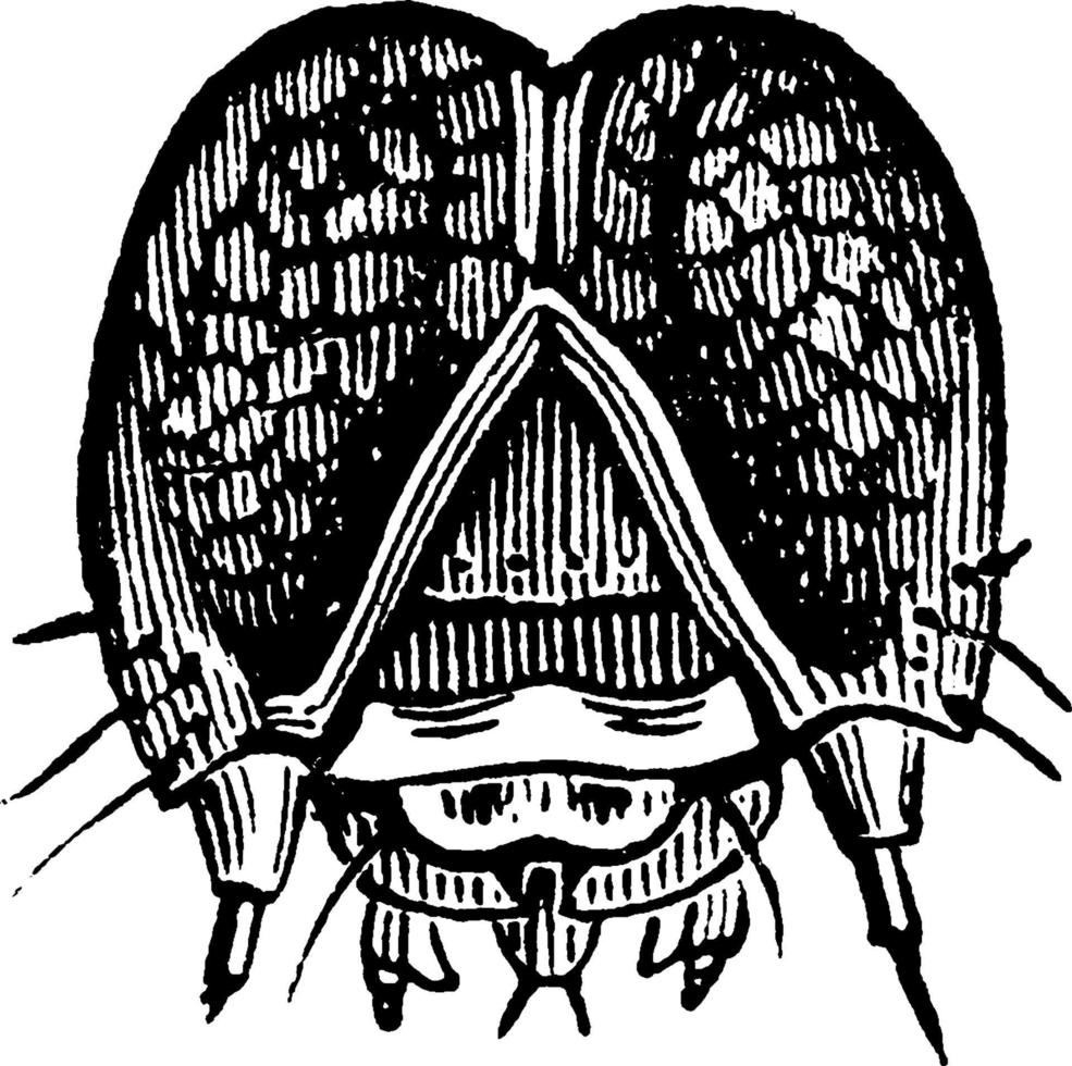 gusano soldado, ilustración vintage. vector
