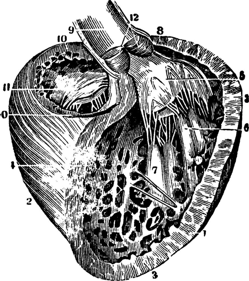 ventrículo izquierdo del corazón, ilustración antigua. vector