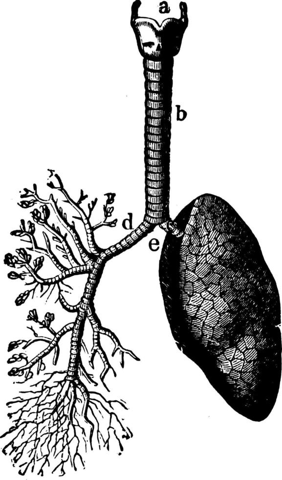 The Lungs and Air Passages, vintage illustration vector