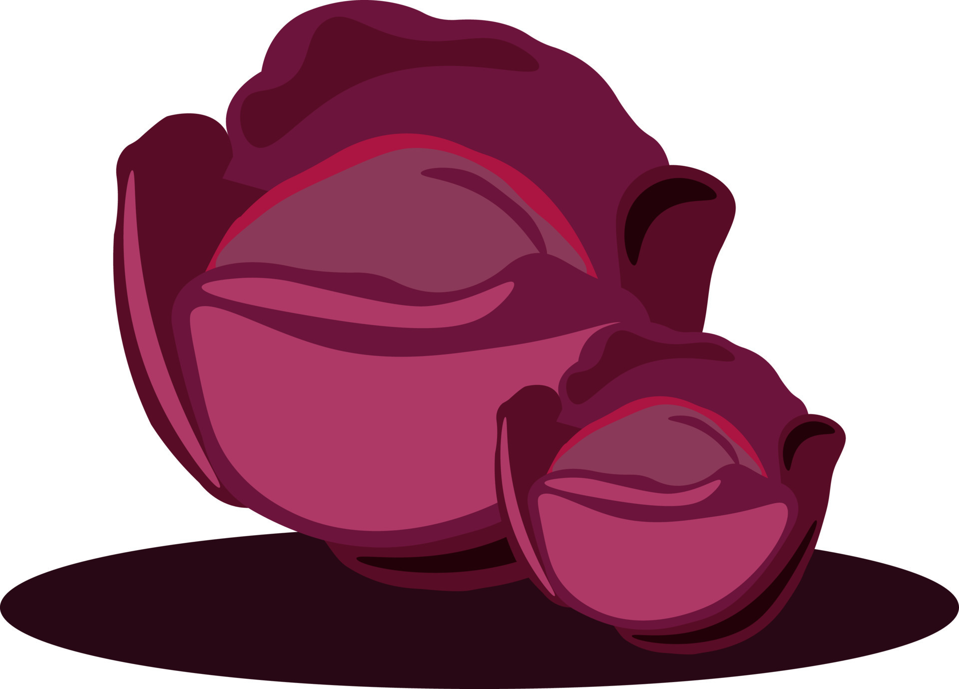 Red Cabbage Illustration Vector On White Background 13722138 Vector Red Cabbage Illustration Vector On White Background 13722138 Vector